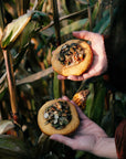 Dyniowe crumble cookies z pralinowymi pestkami dyni wśród kukurydzy